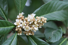 Eriobotrya japonica